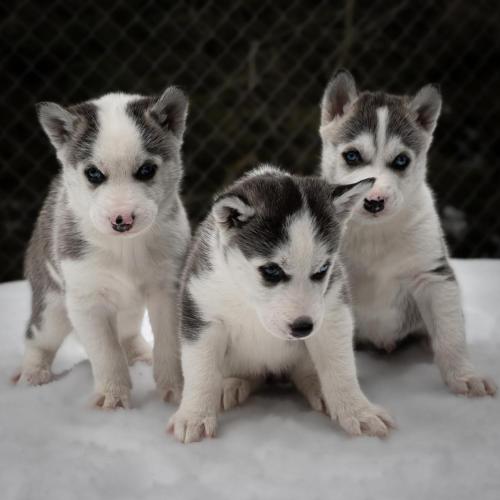 Hüttenhotel Husky Lodge