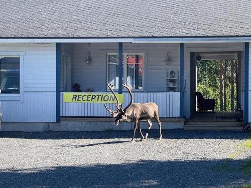 Scandinavian Dream Vikajarvi