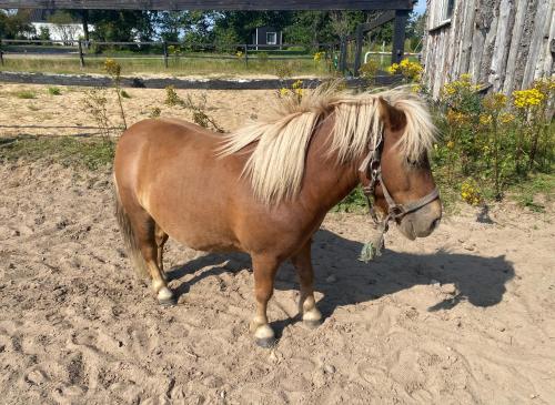 Stutteri Skandi Hest