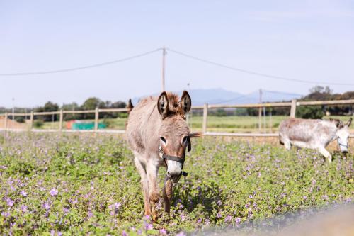 Agroturisme Sant Dionís