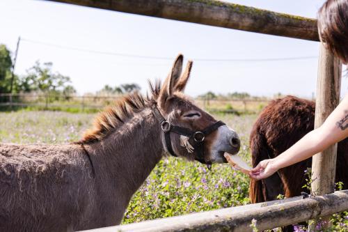 Agroturisme Sant Dionís