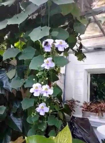 Estelas Garden & Tiny House