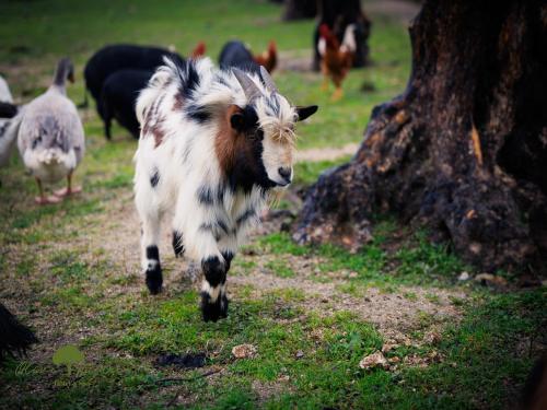 Olive Nature - Hotel & SPA