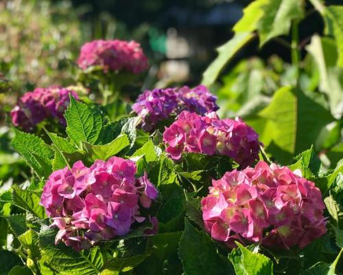 Mid-Century Modern Centrally Located Garden Oasis