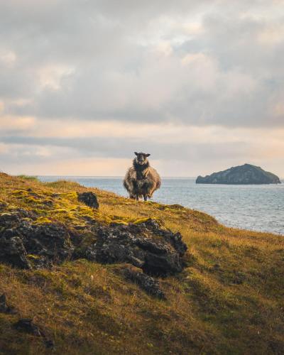 Westman Islands Inn