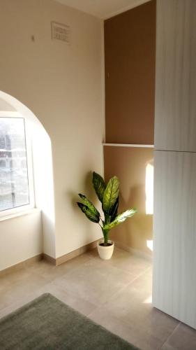 The Rose Hostel