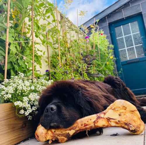 Fortwilliam Farm T12DNN2