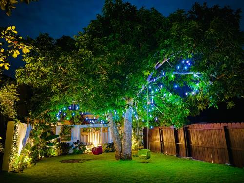 Tana Mysterious garden