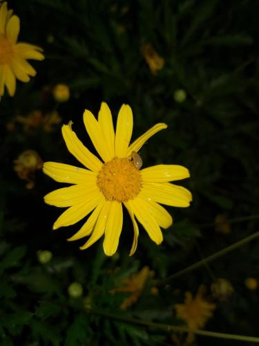 Baguio Brentwood Villas