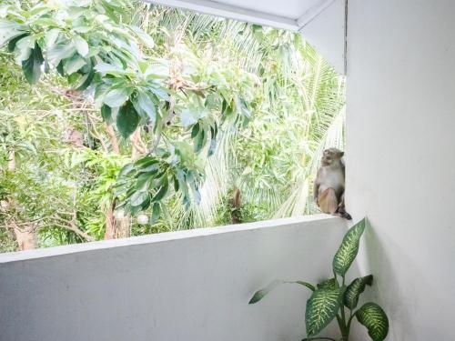 HILLSIDE Nest Townhouse in Subic Bay with Self-Serve Breakfast- Full AC, Monkeys, Pet Friendly with a Fee