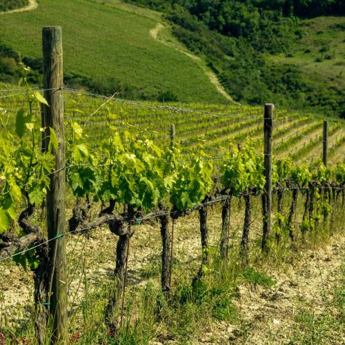 Agriturismo Poggio Il Castellare