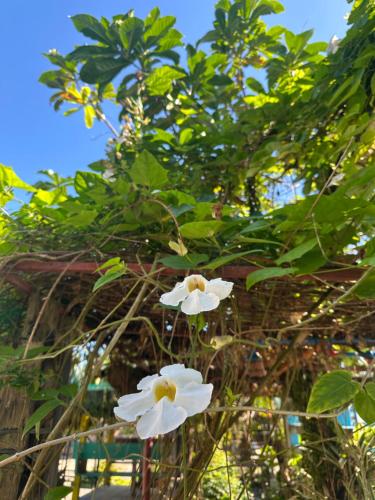 Lotus Sun & Waves Beach Resort