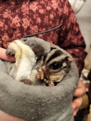 Hohenwarte Marskens Bondegårdsferie