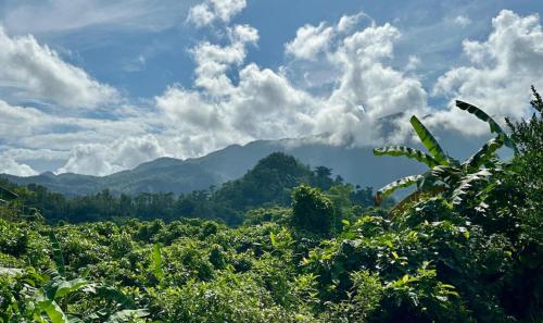 Bambua Nature Cottages