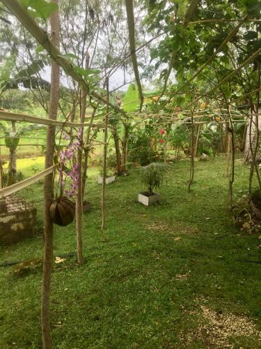 Sobral Rice Terraces View