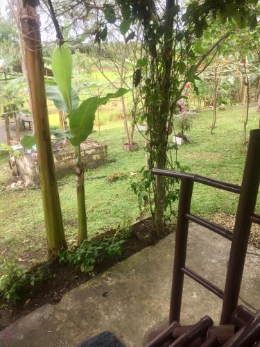 Sobral Rice Terraces View