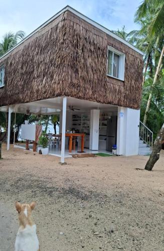 Remy's Eco house