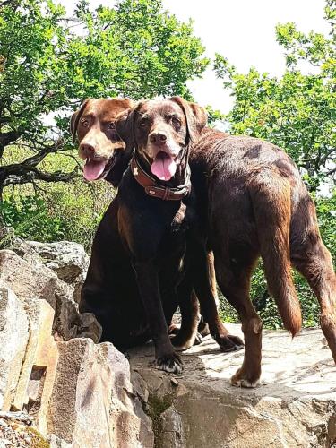 Ferienhaus Löwenherz