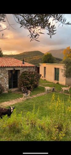 Bergerie Du Prunelli