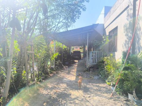 The Stopover at Bangui Windmills