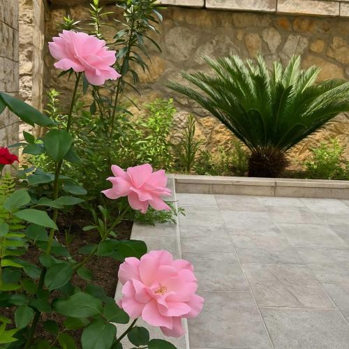 Apartments Villa Mirjana