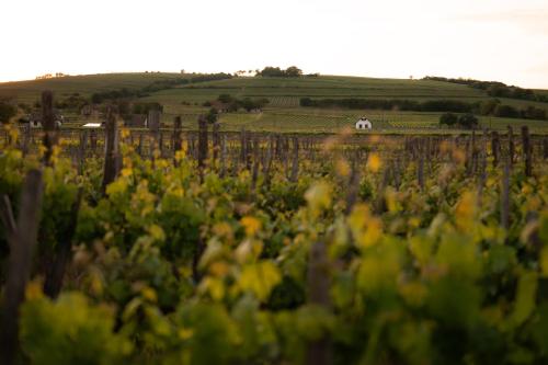 Viale Boutique Hotel