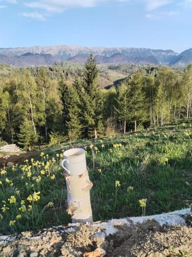 Cabana Doi Mesteceni