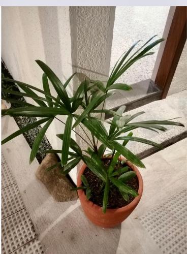 Casita Benito Loft B