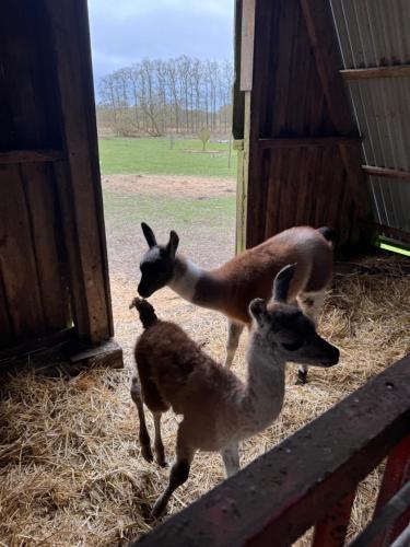 Ost Trogelborg Farm Holiday