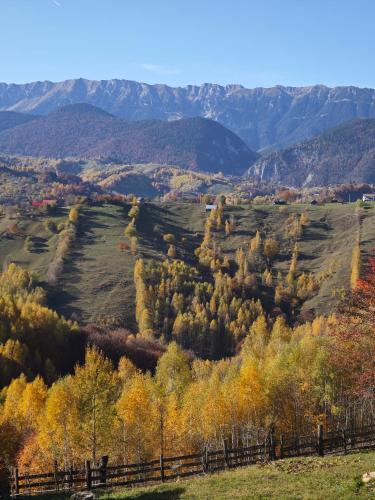 Alpine Escape Studios