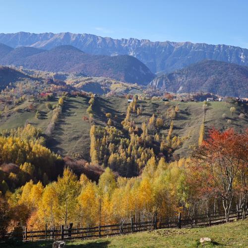 Alpine Escape Studios