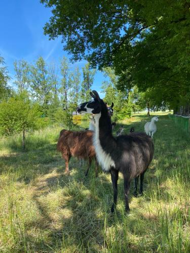 Loire Valley Llama Farm Stay