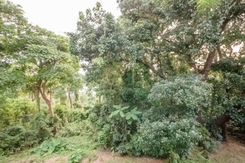 FOREST Nest with Self-Service Breakfast - Birds, Monkeys, Pet Friendly with a Fee