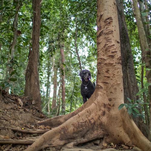 Rainforest Nest - KAHILOM, SAYA, JIVA Nest with Self-Service Breakfast, Outdoor Dining, Bats