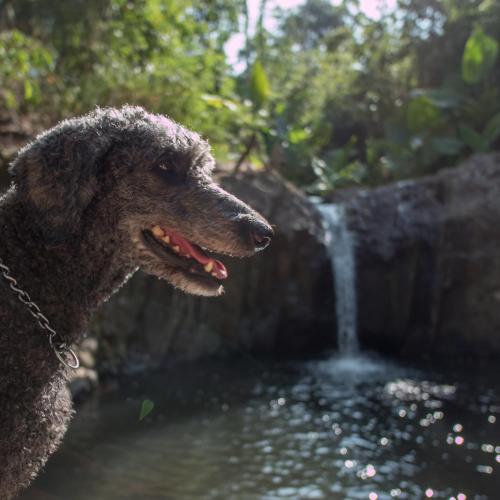 PITI Nest Self-Service Home in Rainforest Nest - Wi-fi, Monkeys, Bats, Pet Friendly with a Fee