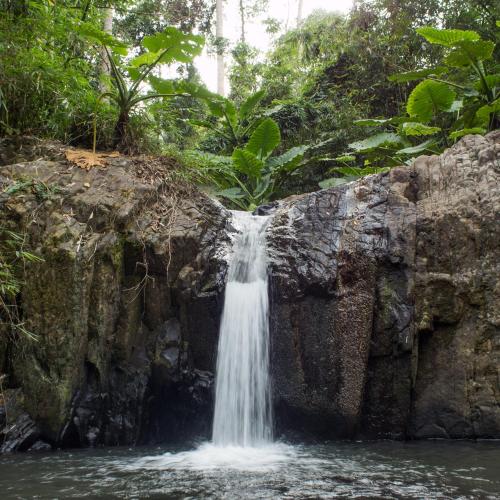 SAYA Nest Self-Service Home in Rainforest Nest with Kitchen - Monkeys, Bats, Pet Friendly with a Fee