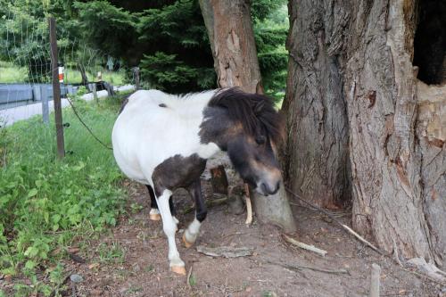 Penzion Jizera Malá Skála