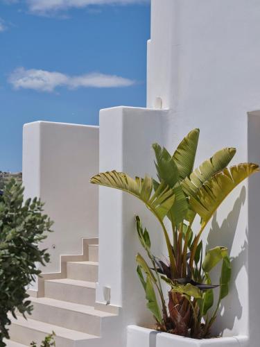 Le Palme Mykonos