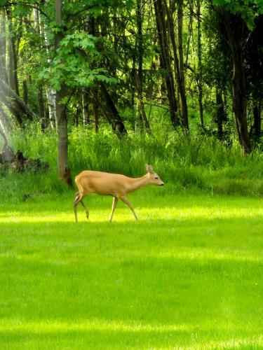 Willa Na Pstrążnicy