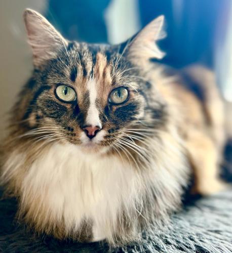Vintage apartment with fresh sea air and pets