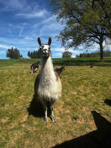 Loire Valley Llama Farm Stay