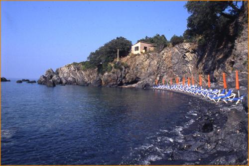 Illicini
