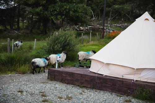 Ben Lettery Connemara Hostel