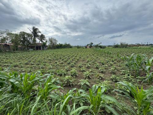 Lemery farmbeach Escape