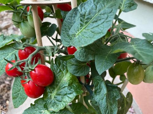 Budapest Garden Hostel