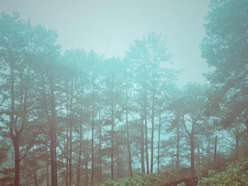 Cozy 2BR Rustic-Boho in Baguio City