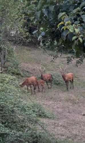 La Ferme Des Cailletiers