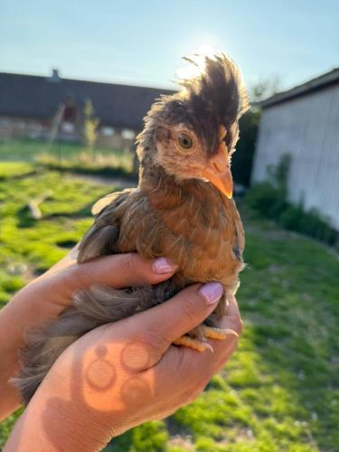 Ferienhof Faebrogaard