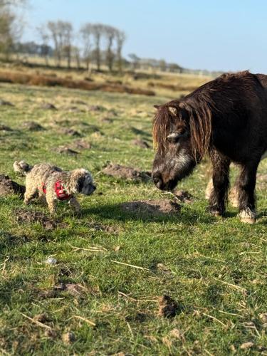 Ferienhof Faebrogaard