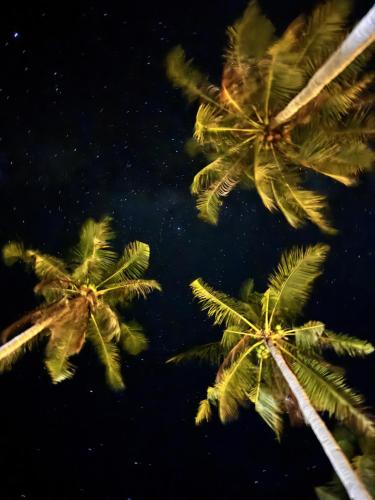 Peaceful turtle camp